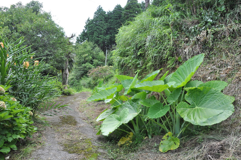 自生里芋