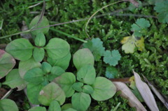 じめじめいきいき