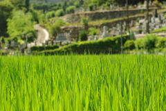 夏休み