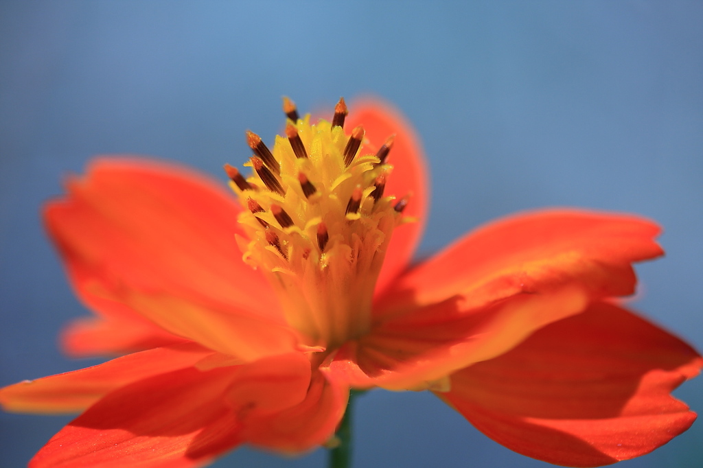 お花　その１