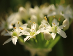 お花　その２