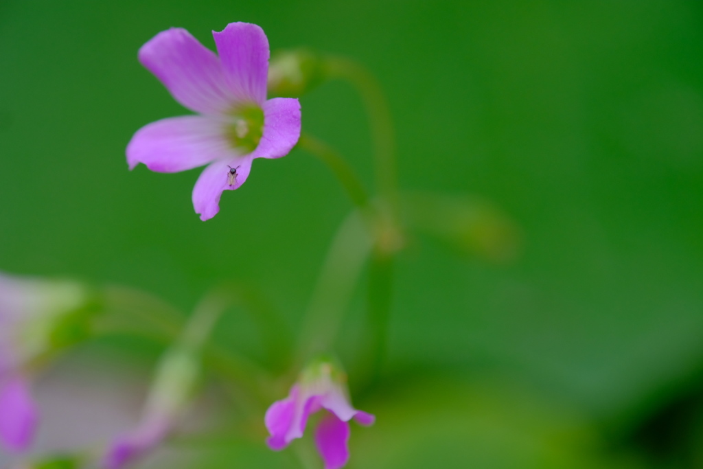 小さい花に小さい虫