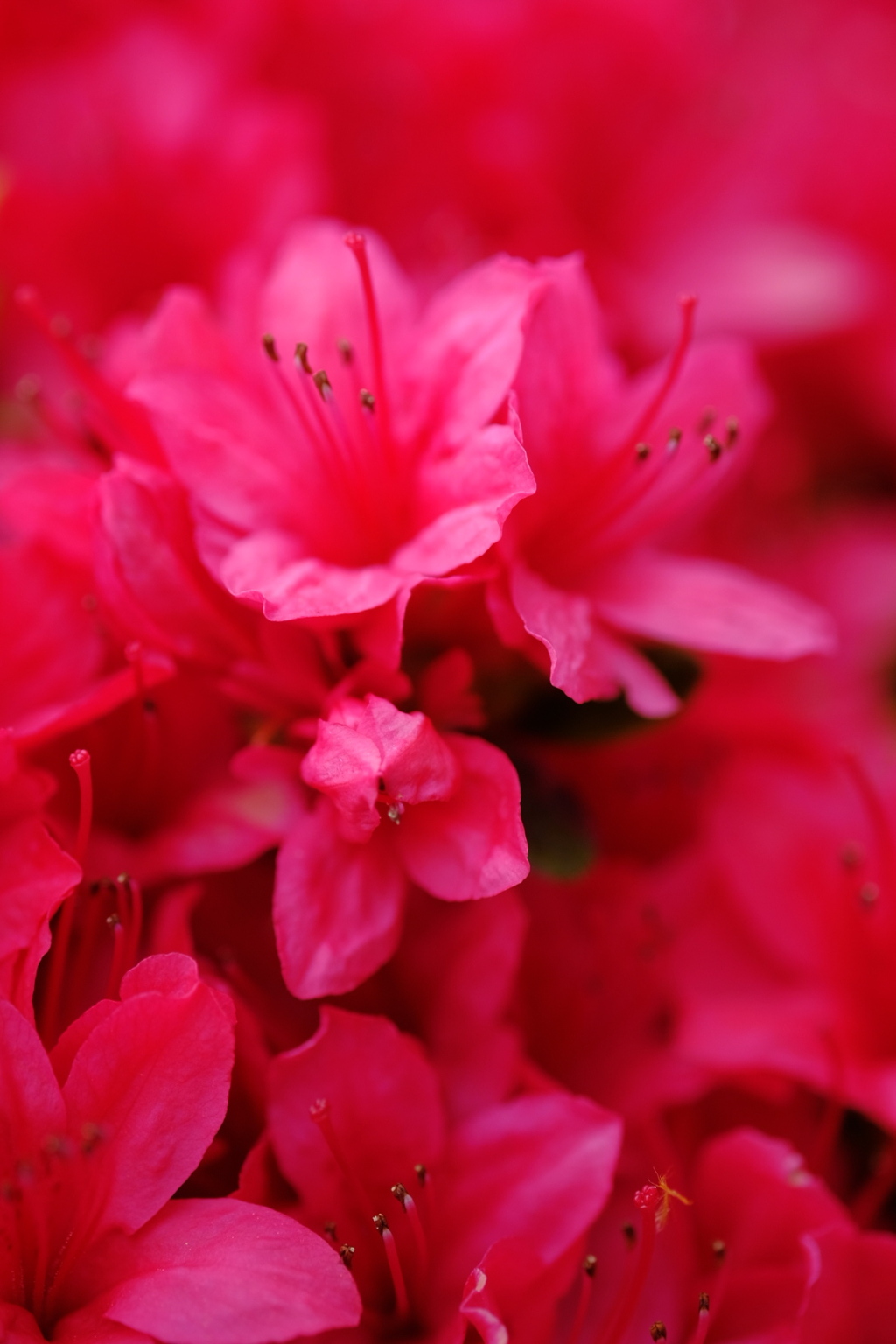 xf60mm