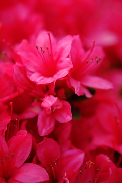 xf60mm