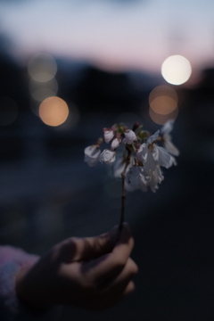 2025 Sakura
