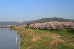 背割り堤の桜