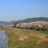 背割り堤の桜