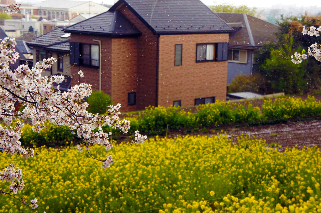 尾根緑道から見た桜と菜の花