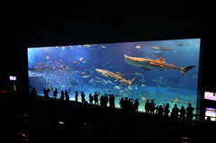 沖縄　ちゅら海水族館