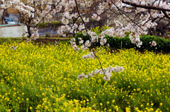 尾根緑道から見た桜と菜の花２