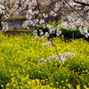 尾根緑道から見た桜と菜の花２