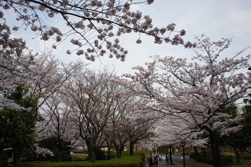 尾根緑道の桜
