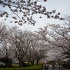 尾根緑道の桜