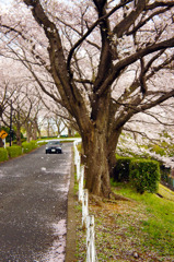 尾根緑道の桜