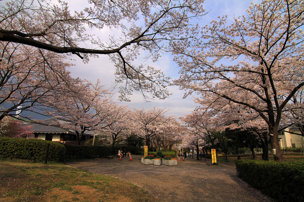 尾根緑道の桜