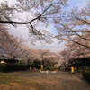 尾根緑道の桜