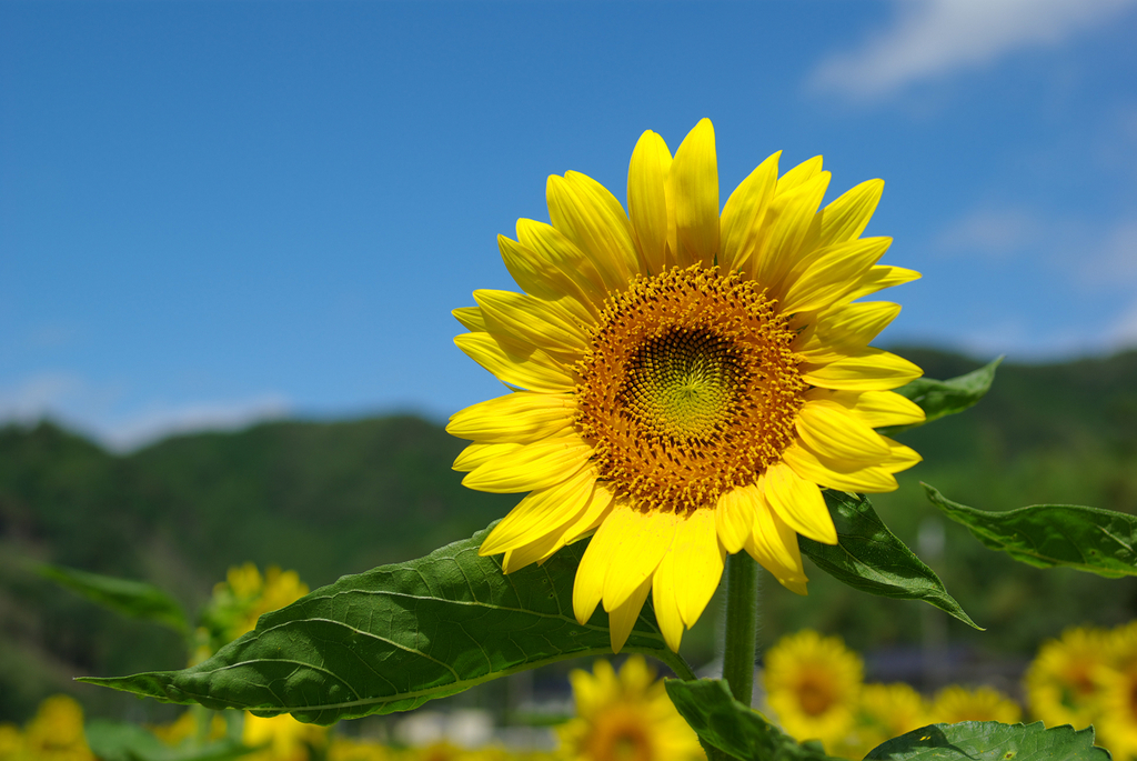 夏の代名詞！