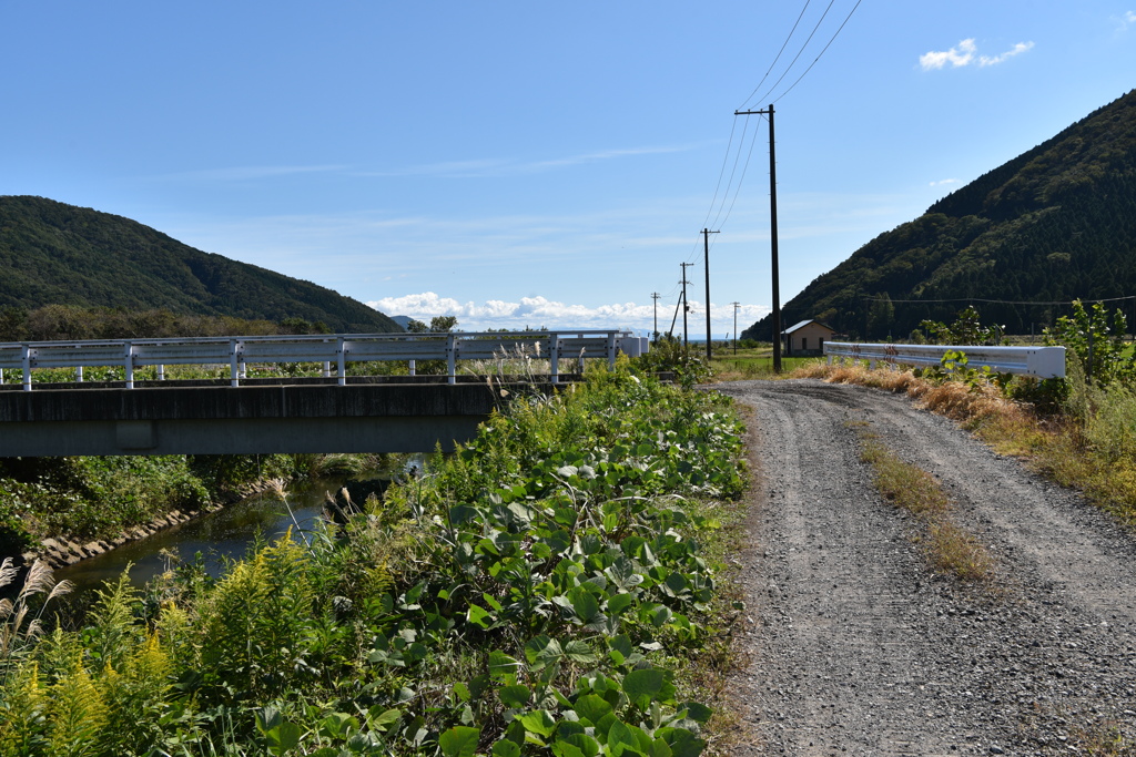 夏の畑の琵琶湖周辺