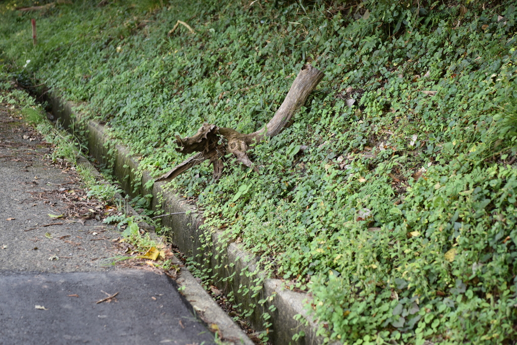 DSC_2871