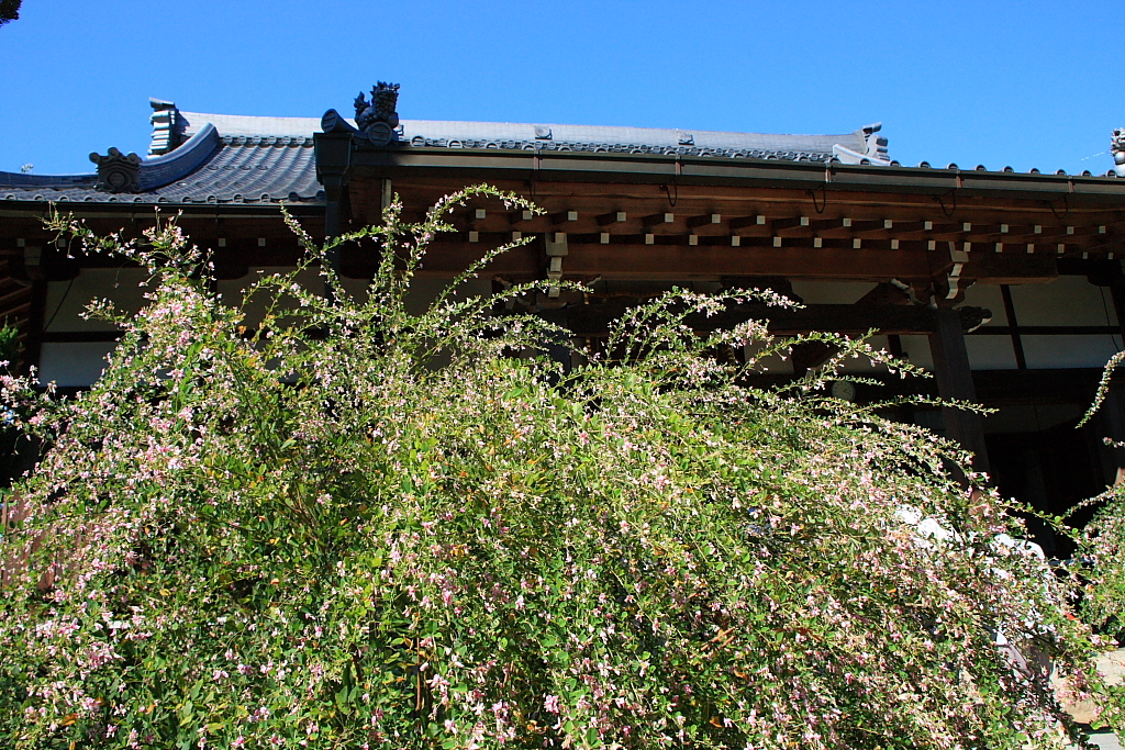 萩の花とお寺