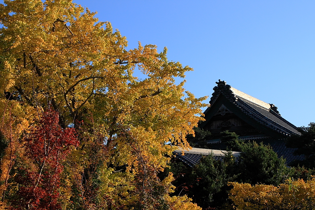 イチョウと寺