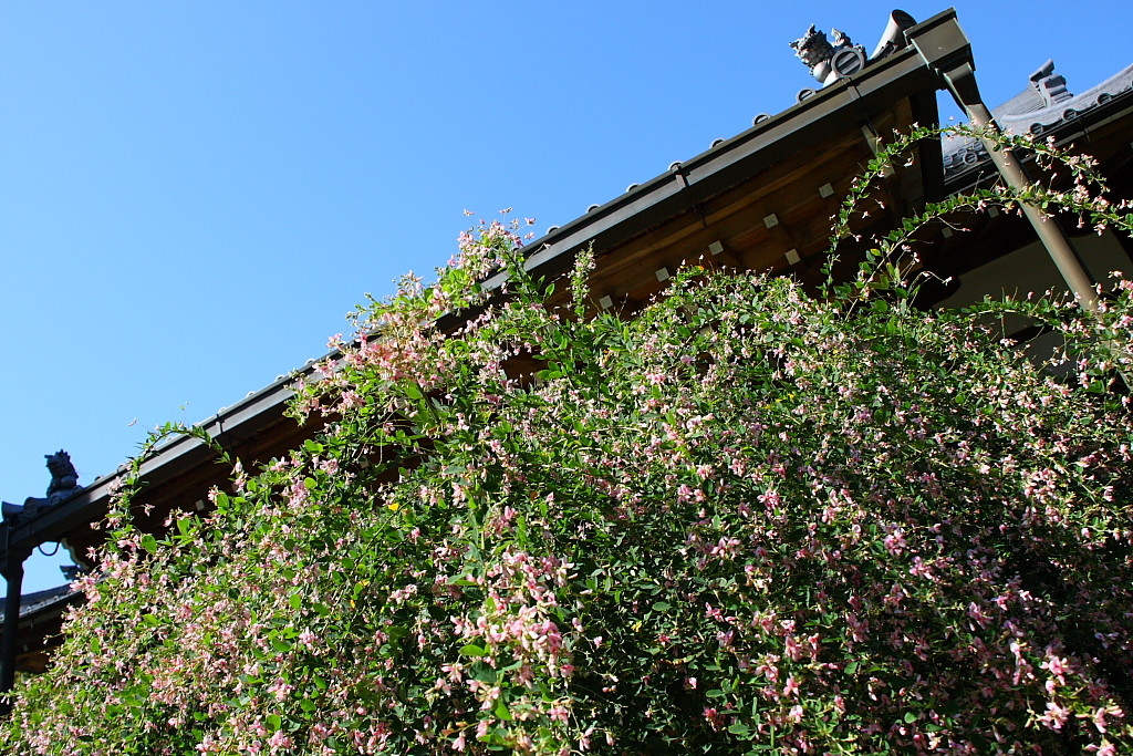 萩の花とお寺