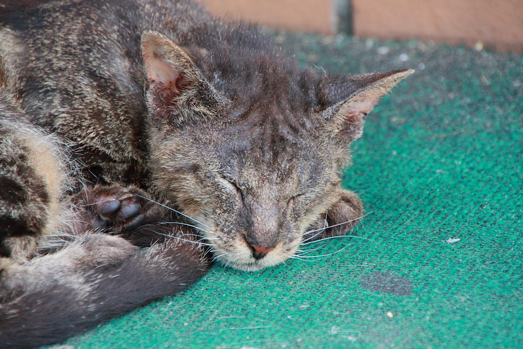 眠り猫