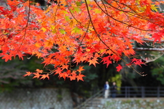 紅葉見に、いこうよう♪