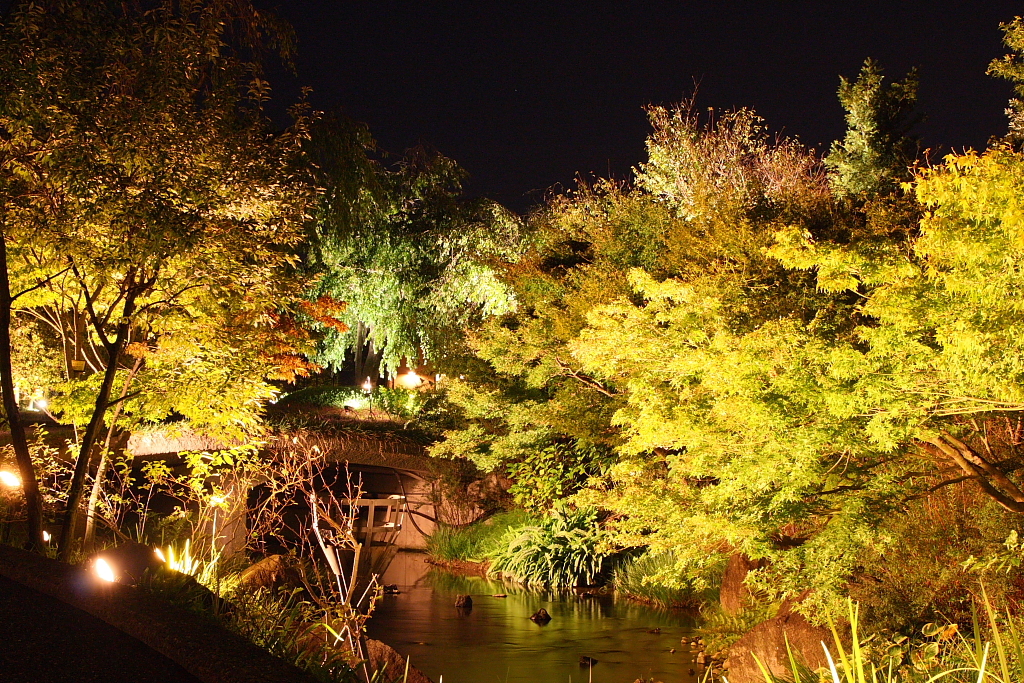 夜景　紅葉１