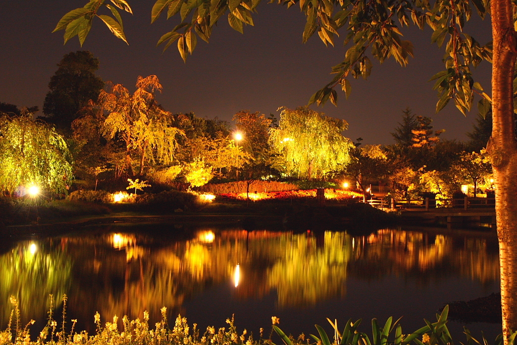 夜景　紅葉２