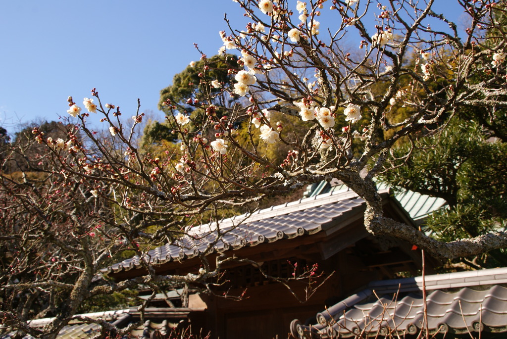 梅とお寺