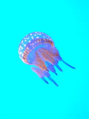 Jellyfish