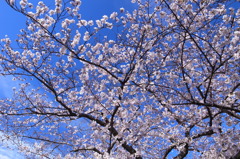 桜・咲くころ