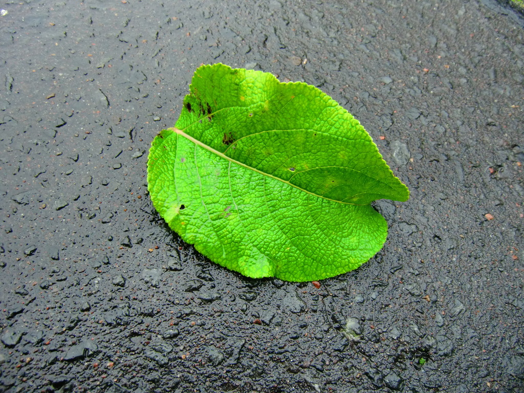 雨上がりに葉