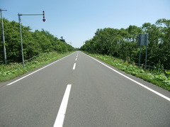 アスファルト道路と並木