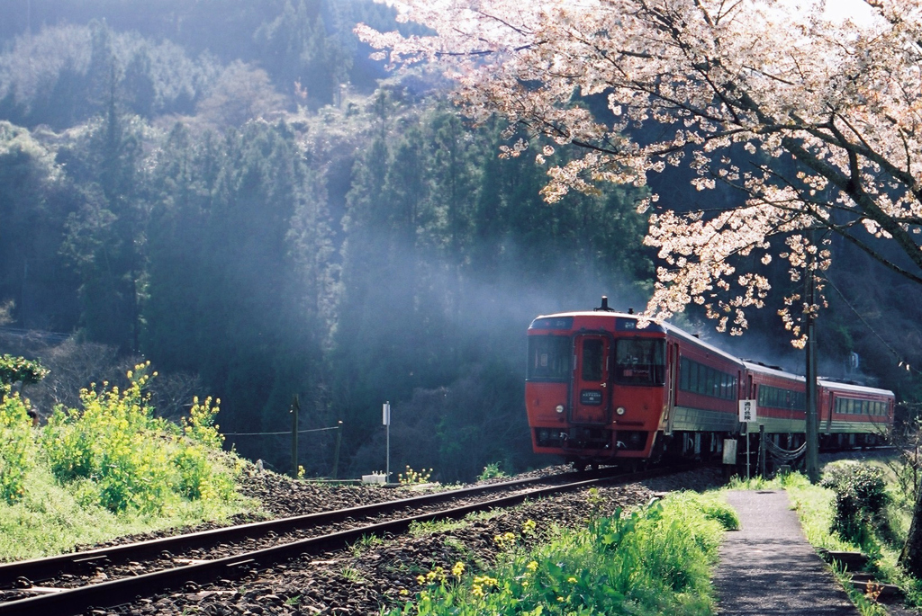 桜の下を。