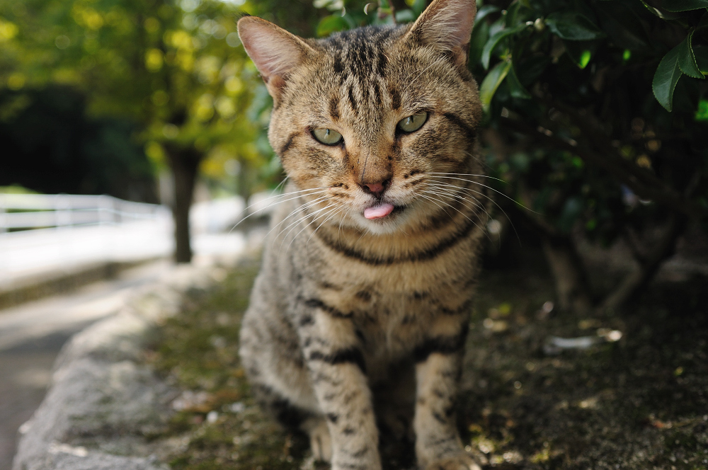 べー