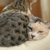 訴える猫