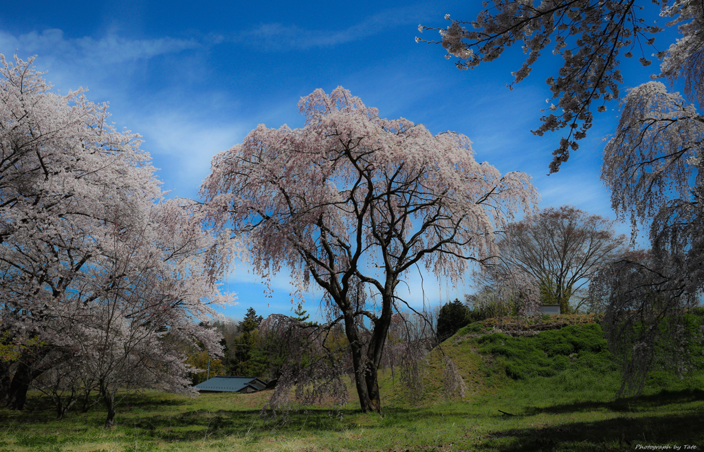 桜源郷　～小さな箱庭～