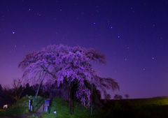 北斗七星と桜