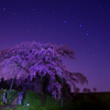 北斗七星と桜