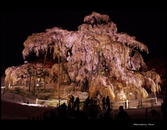 三春滝桜　～春の雪～