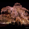 三春滝桜　～春の雪～