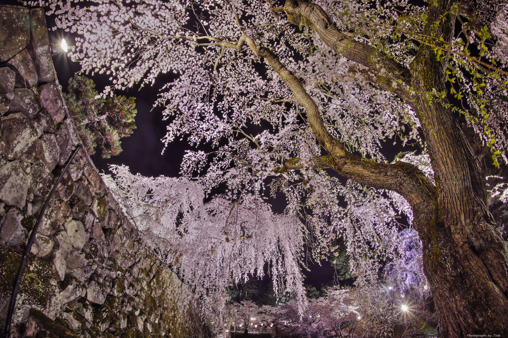 桜城