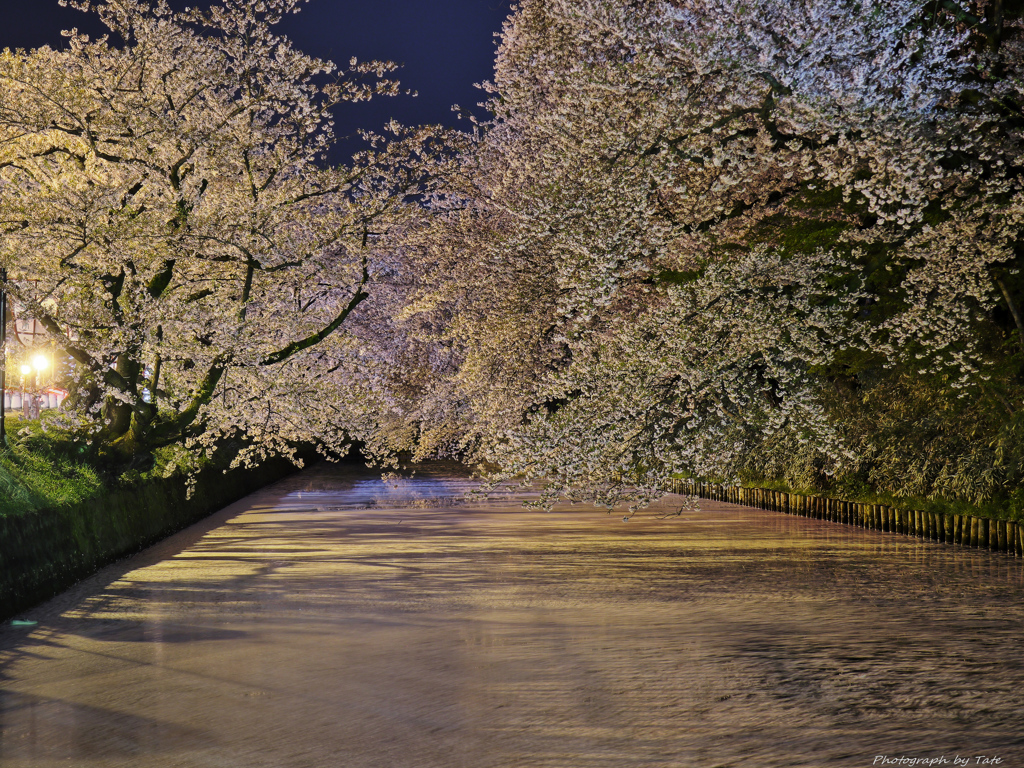 桜の回廊