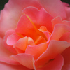 花びら　～Rose～