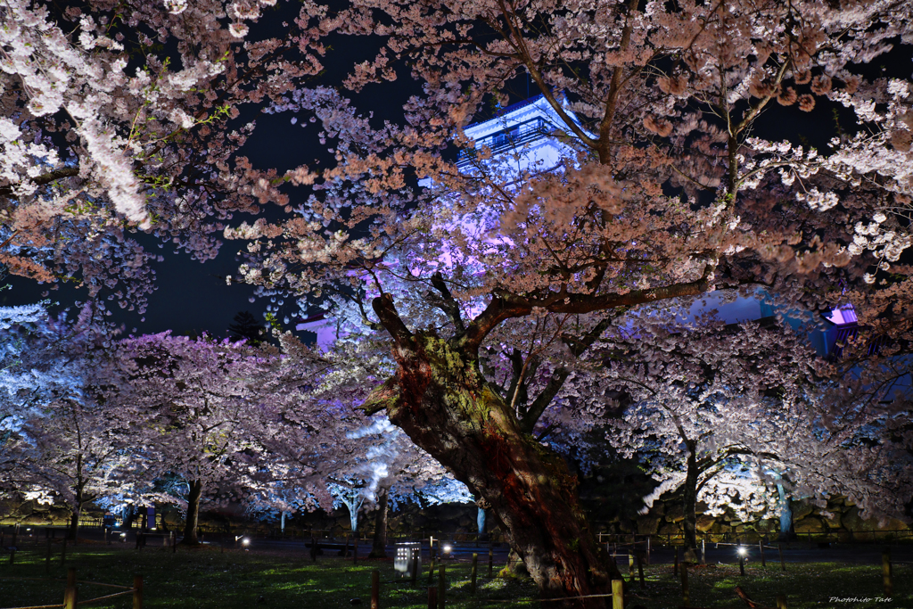 鶴ヶ城に桜舞う