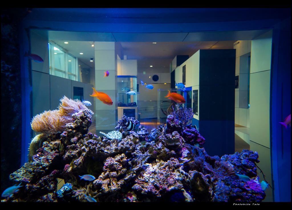 Fish eye ～水槽越しの世界～