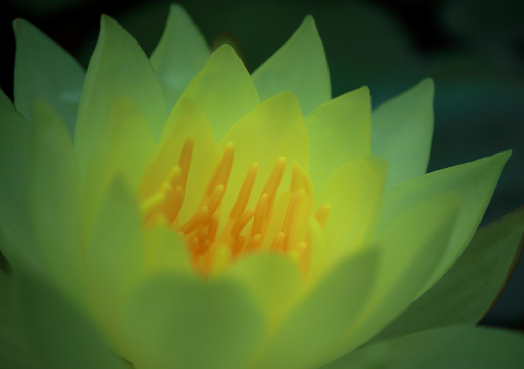 導きの光