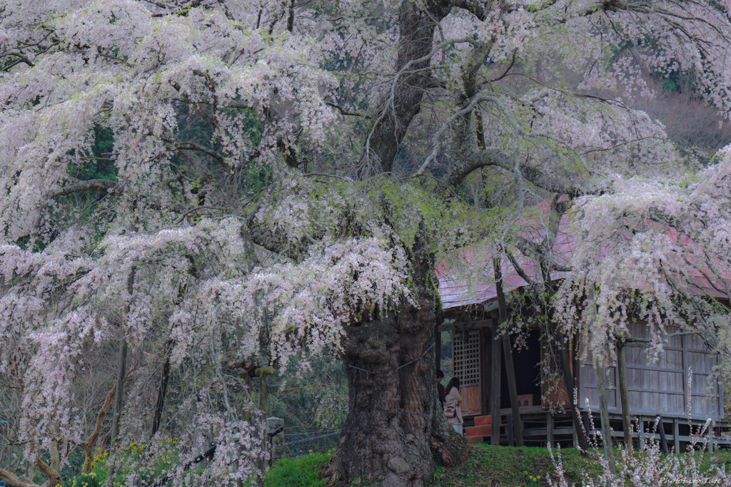 願い桜